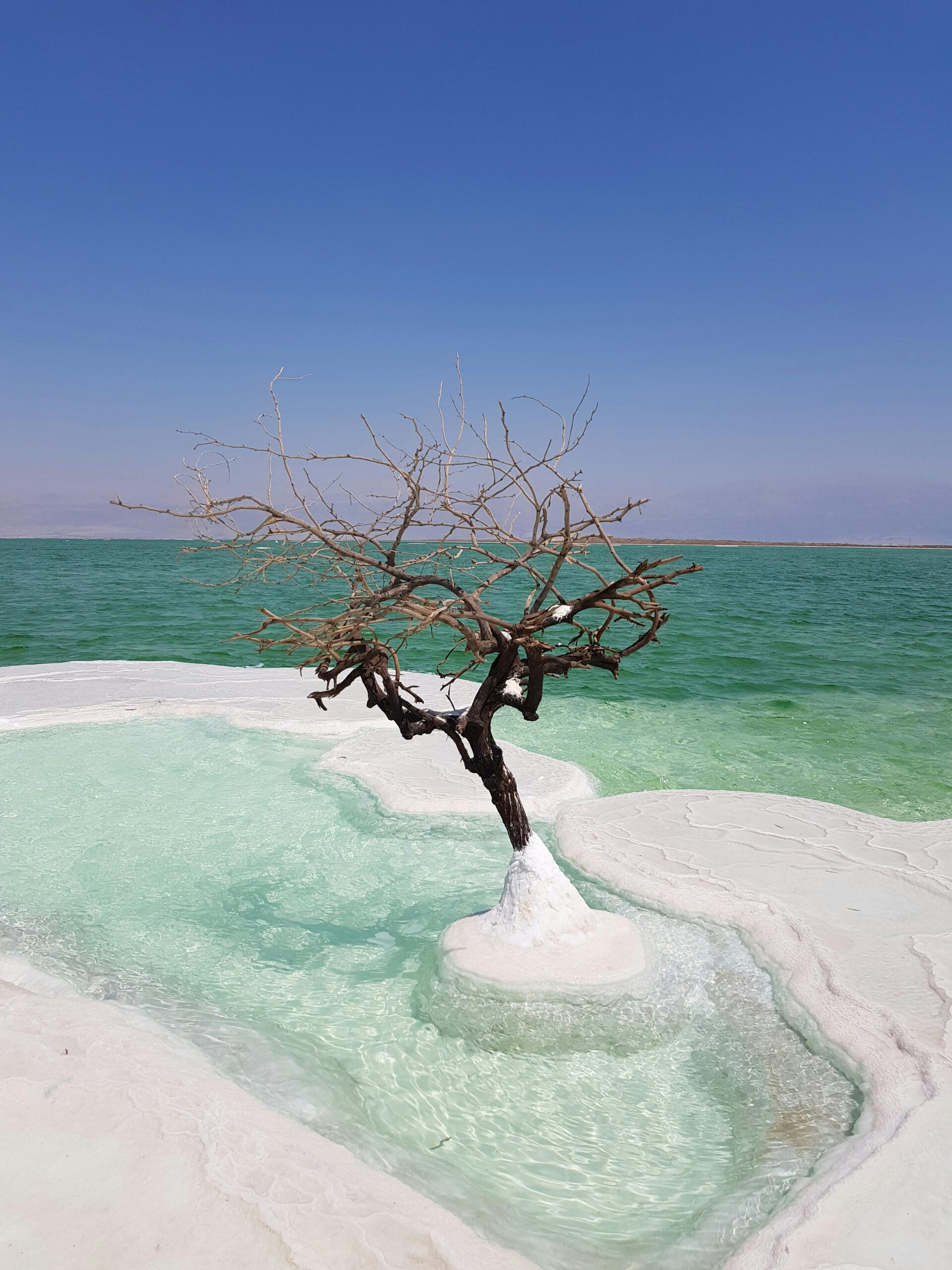 Bare tree surrounded by salt formations in the Dead Sea, Israel.